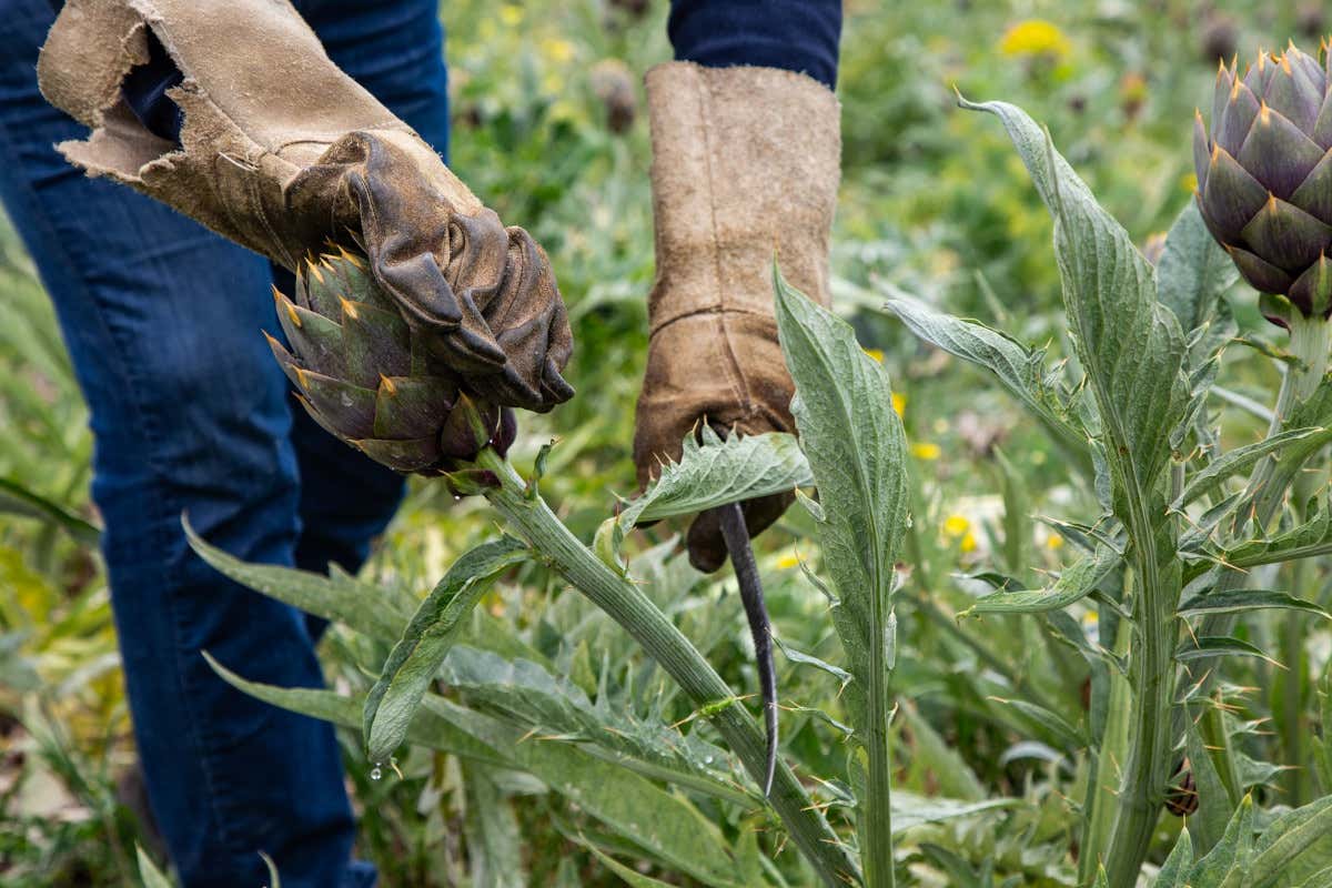 Al Cynara Festival riuscito l'abbinamento del carciofo con il vino
