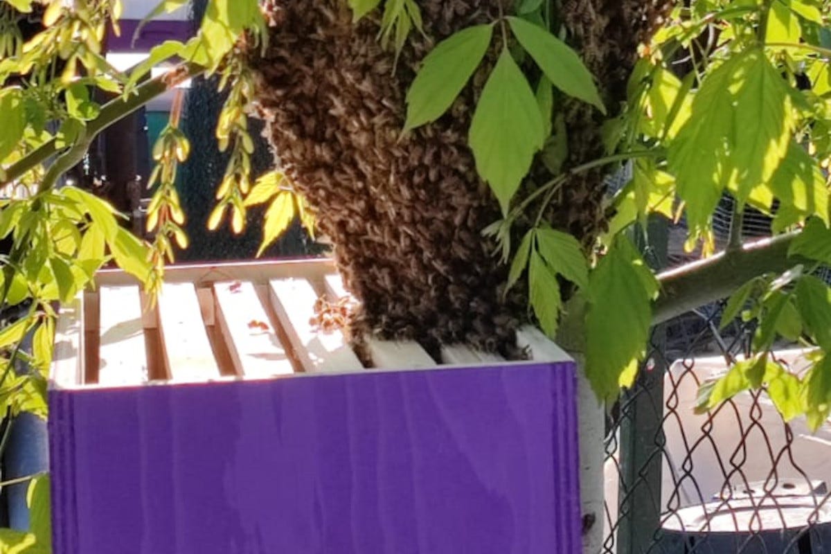 BEEdrome l'alcova per le api tra i vigneti di Carpineto