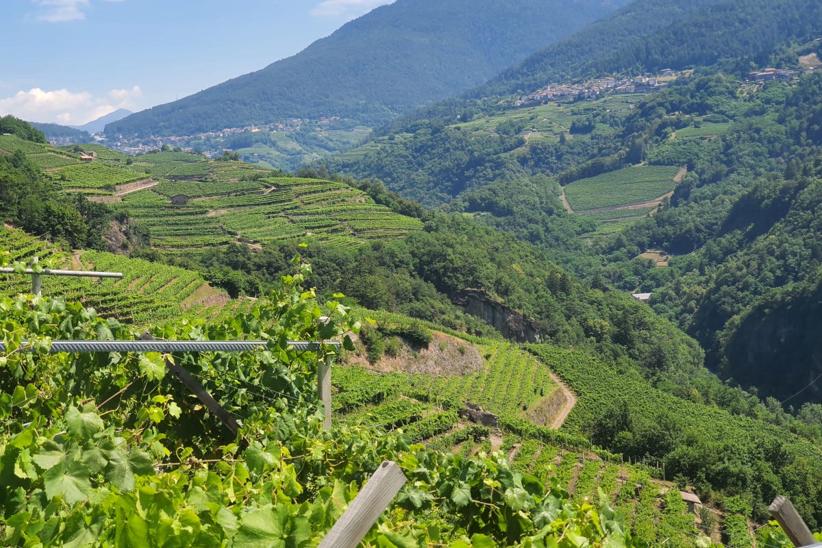 Le nuove sfide del Müller-Thurgau, il vino eroico della Val di Cembra