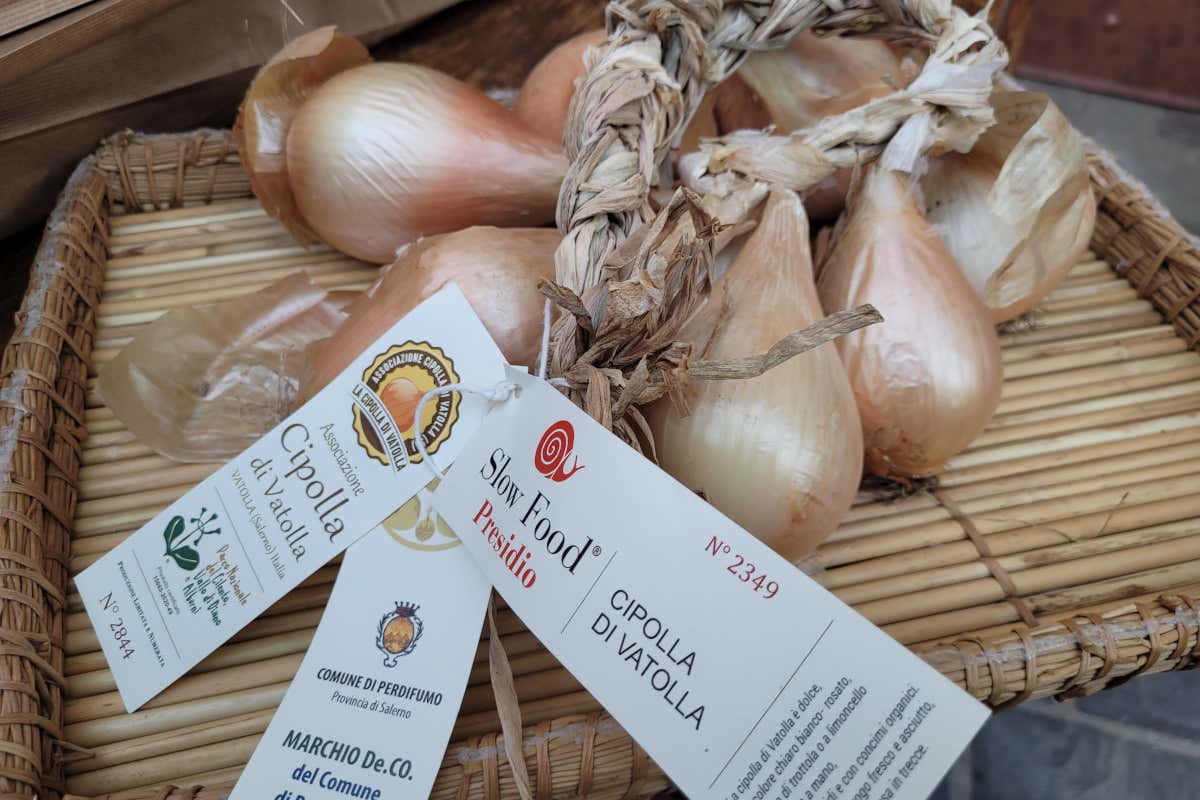 Il Cilento che non ti aspetti tra frantoi storici e cipolle