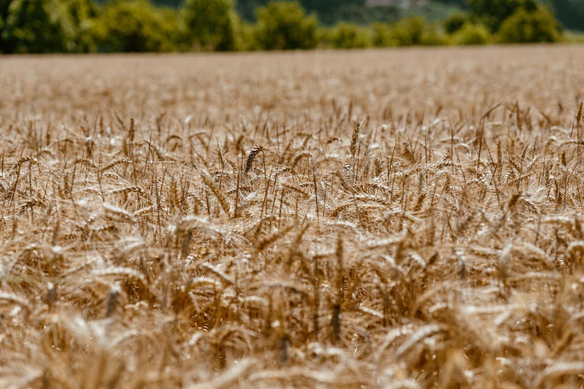 Molino Fagioli, la nuova farina Virtuosa presentata alla Festa del raccolto
