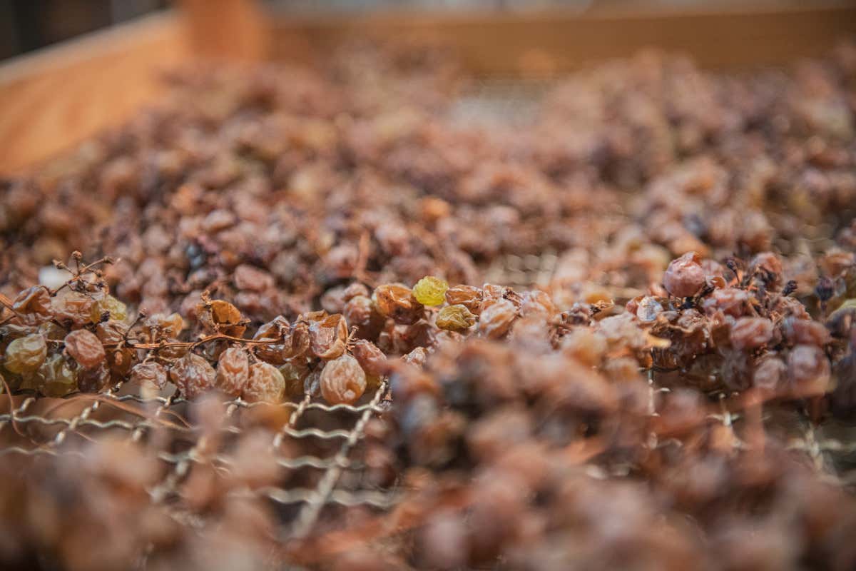 Nosiola e Vin Santo trentino: il successo di vini in constante evoluzione
