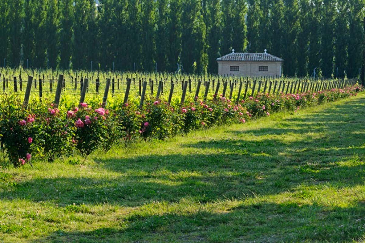 Il Pollenza, il bordolese di Aldo Brachetti Peretti, raccontato in sette annate 