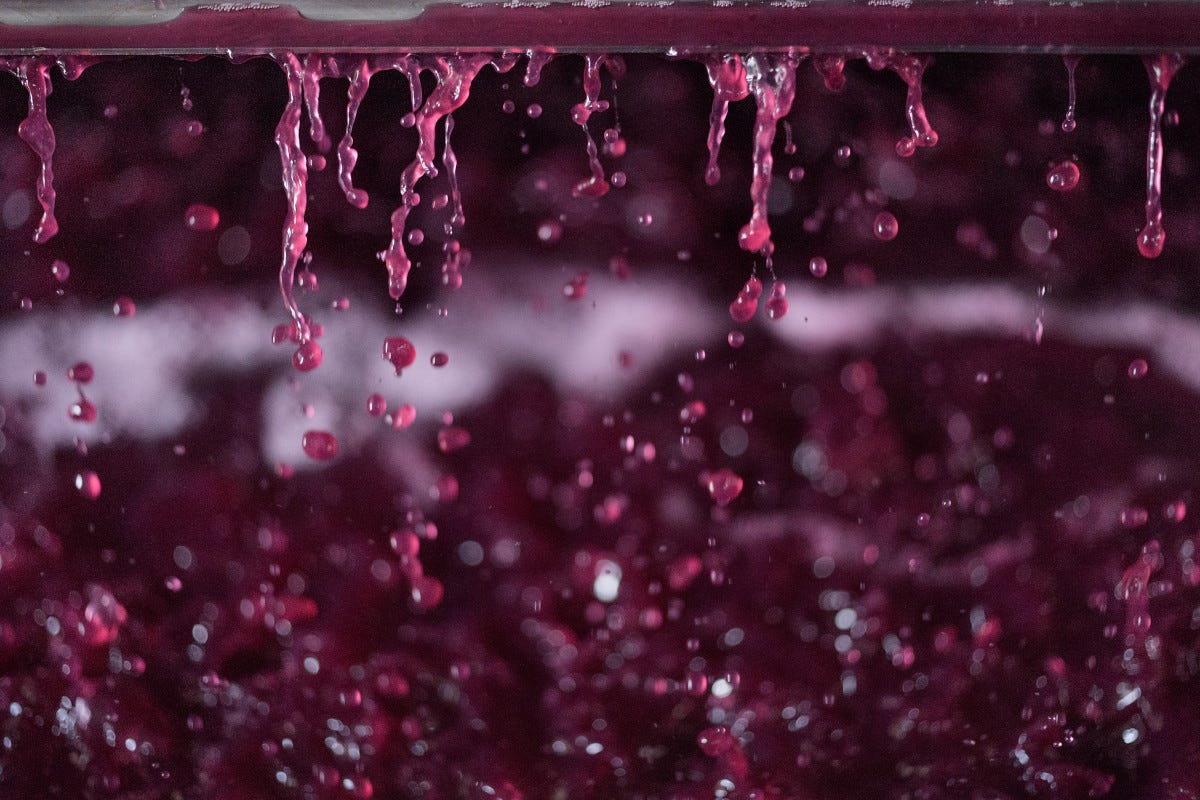 Vinificazione in rosato del Bombino Nero: l’esperimento riuscito di Crifo Wines
