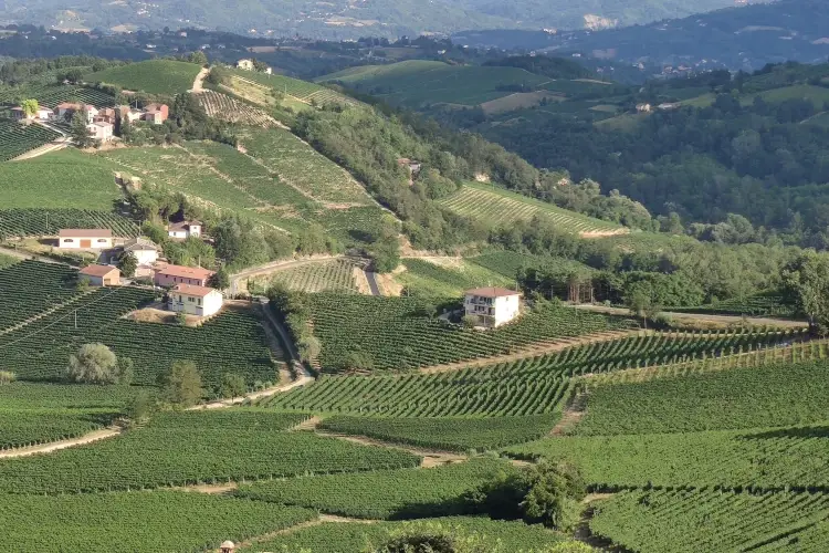 Cantina &Agrave;lice Bel Colle, il sapore autentico dell&rsquo;Alto Monferrato Acquese