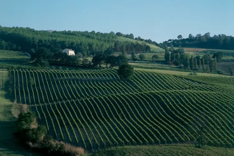 Moncaro, il buon vino delle Marche in uno scrigno