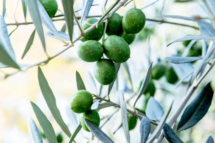 Da Bergamo a Brescia a caccia dell&rsquo;olio buono
