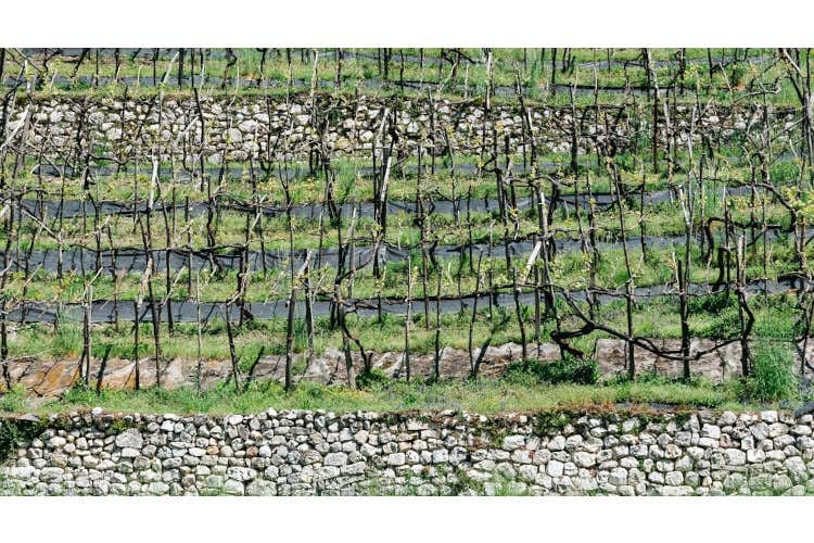 Alla scoperta delle 98 terrazze della Valmorbia