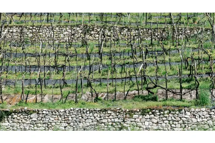 Alla scoperta delle 98 terrazze della Valmorbia