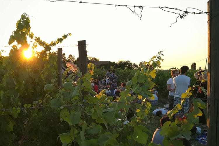 Pic nic tra le vigne (I 20 anni di Zola Jazz&Wine Quattro concerti tra le vigne)