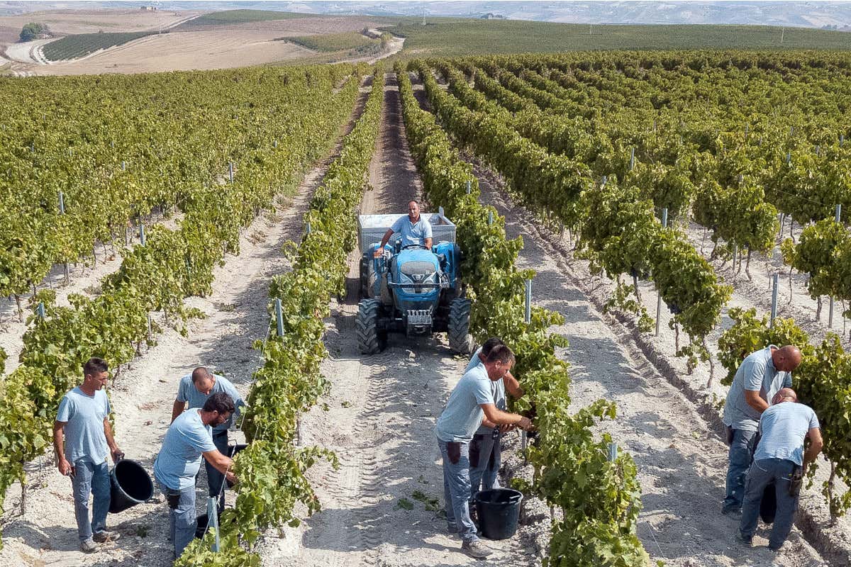 Duecento anni di Duca di Salaparuta: il vino come veicolo d'arte siciliana