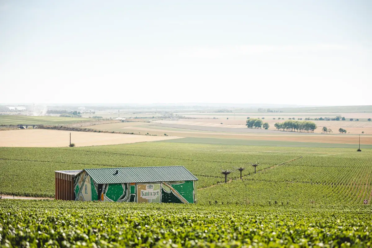 Vigneto Taissy. Foto: Mathieu Bonnevie Scoprire la Champagne in barca, Belmond vara la Coquelicot