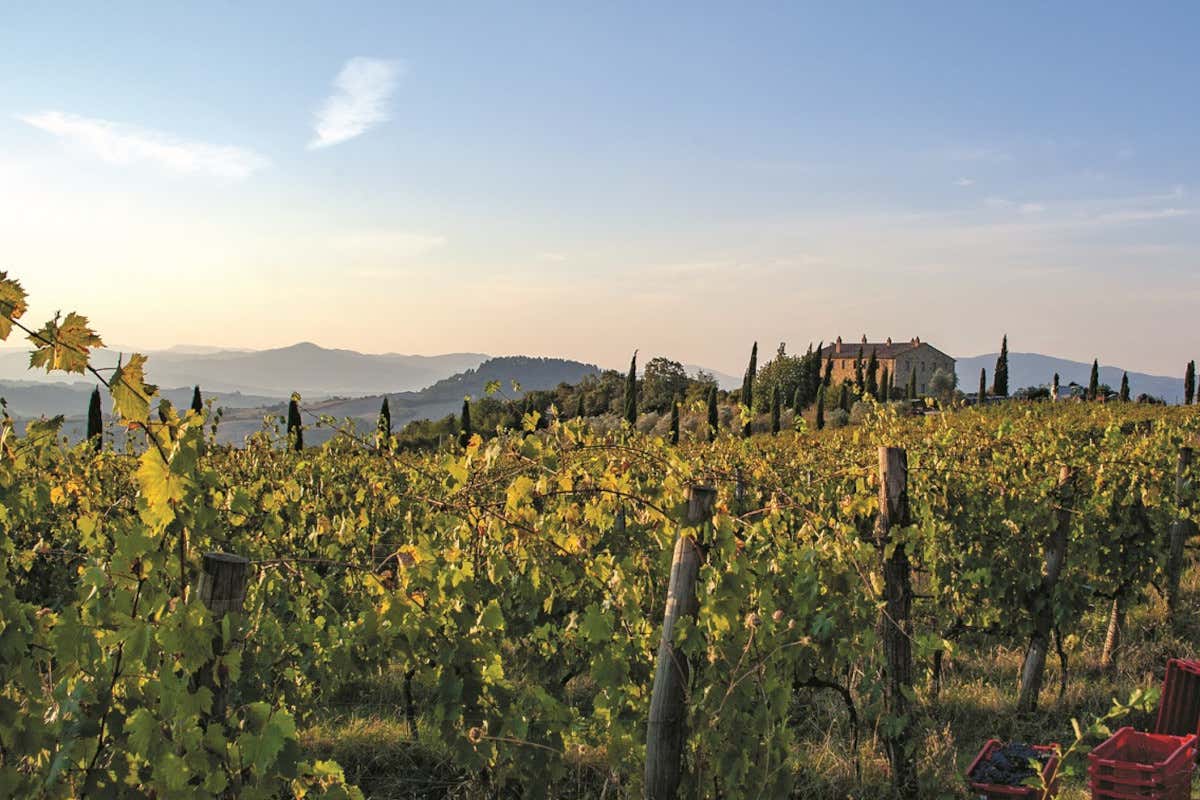 Un vignaiolo francese in Toscana: la storia della tenuta Colline Albelle