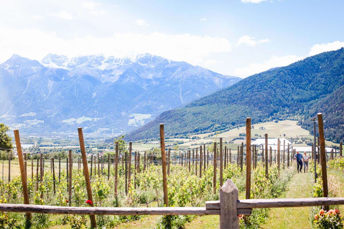 Piaceri d'autunno? Una settimana tra il vino al Garberhof di Malles Venosta