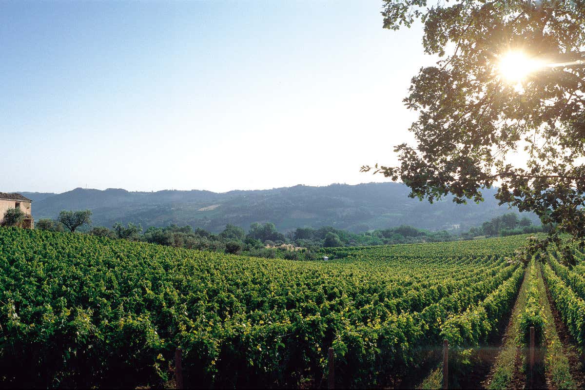 Nel portfolio di Masciarelli i vini bio dell’azienda “Chiamami quando piove - Valori”