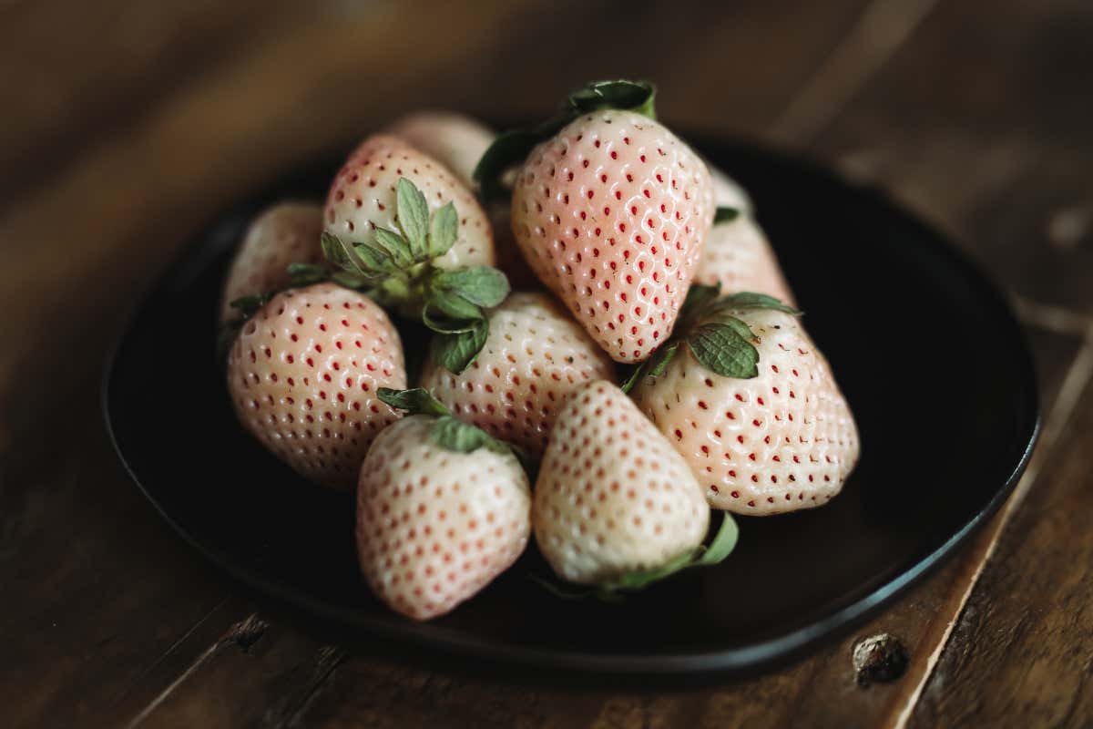 Avete mai provato il Pineberry, la fragola bianca? Ecco le sue proprietà Avete mai provato il Pineberry, la fragola bianca? Ecco le sue proprietà
