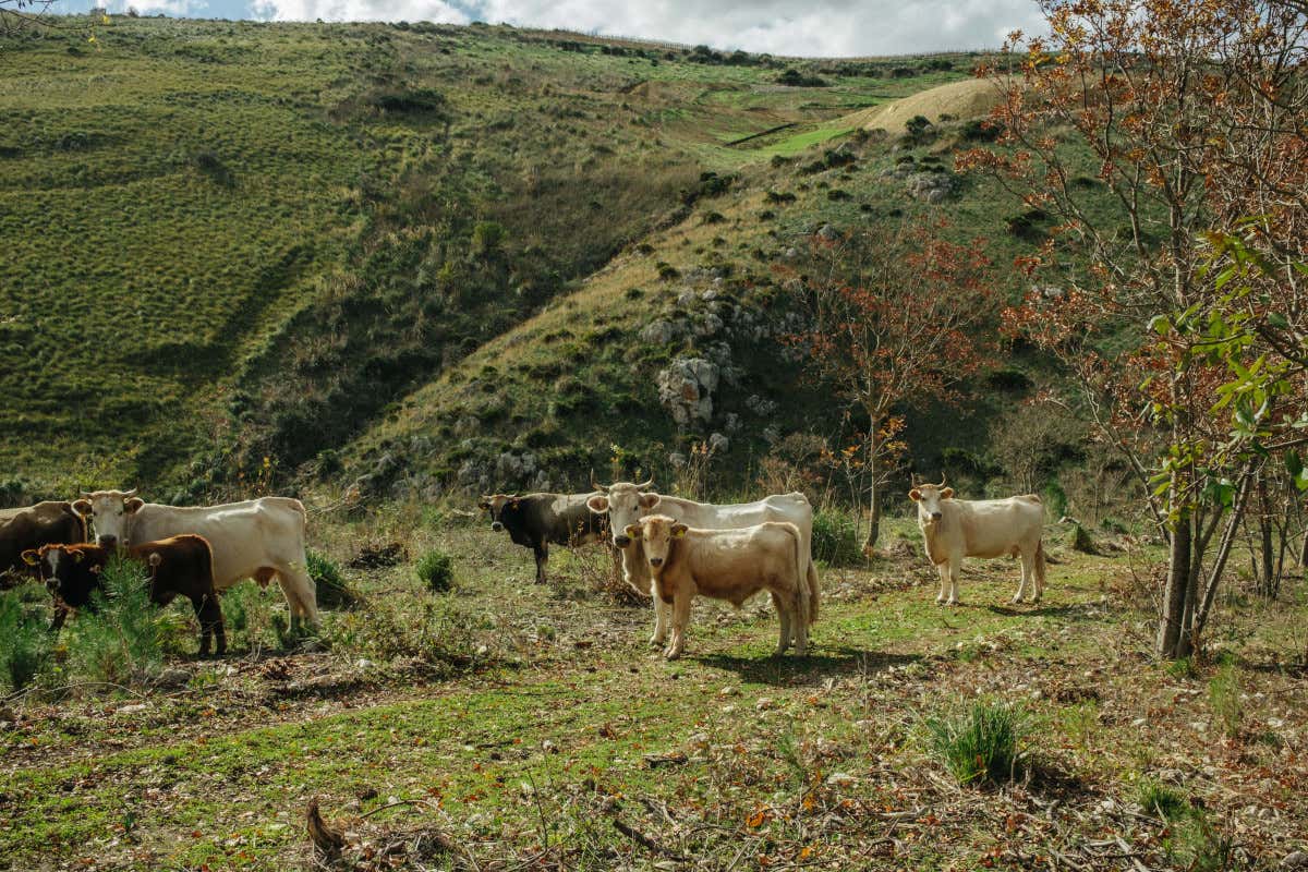 Serra Ferdinandea, in Sicilia un paradiso agricolo rinato e i suoi tre vini Serra Ferdinandea, in Sicilia un paradiso agricolo rinato e i suoi tre vini