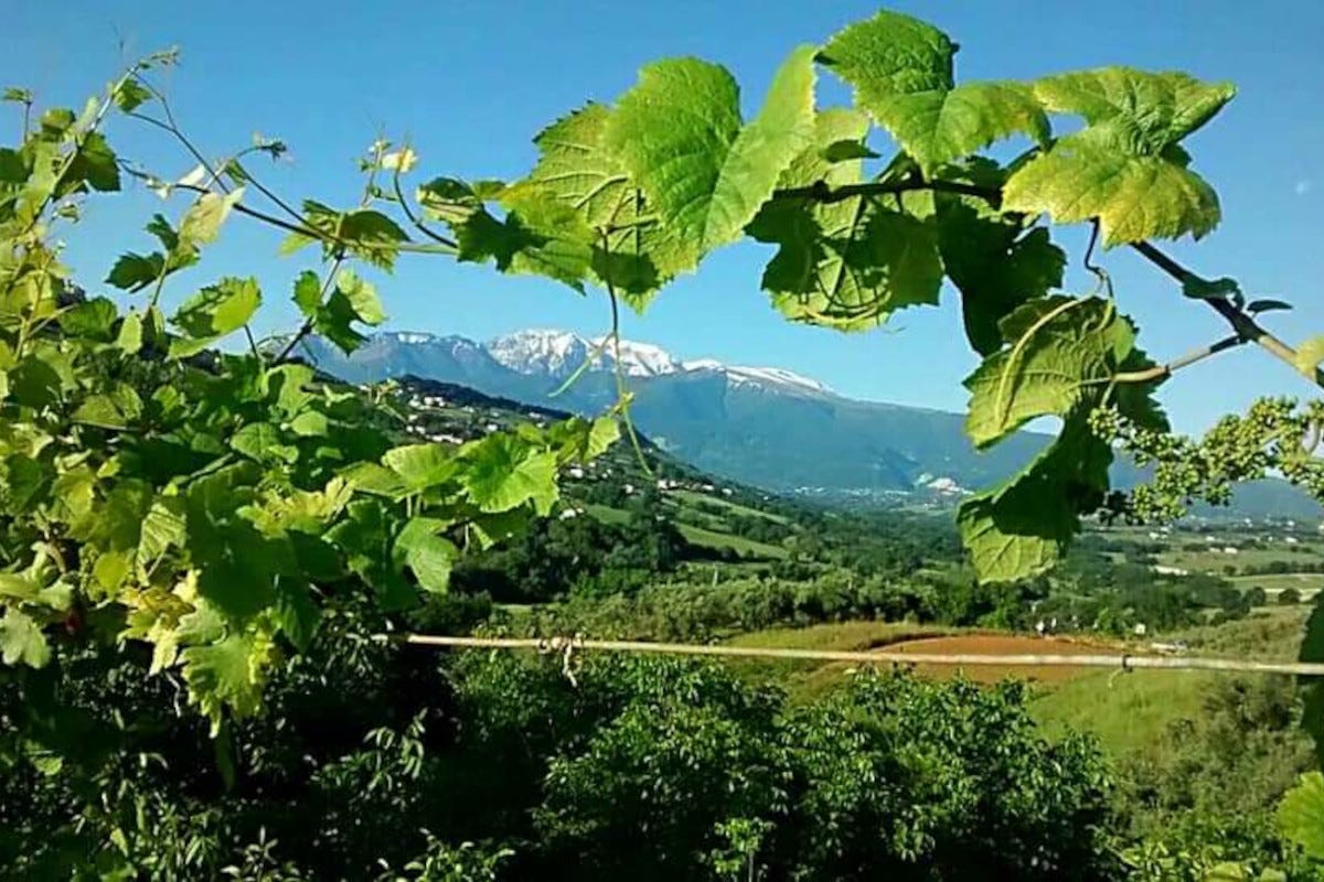 Il territorio d’origine è la provincia di Chieti Villamagna Doc il vino abruzzese di nicchia che nasce tra montagna e mare