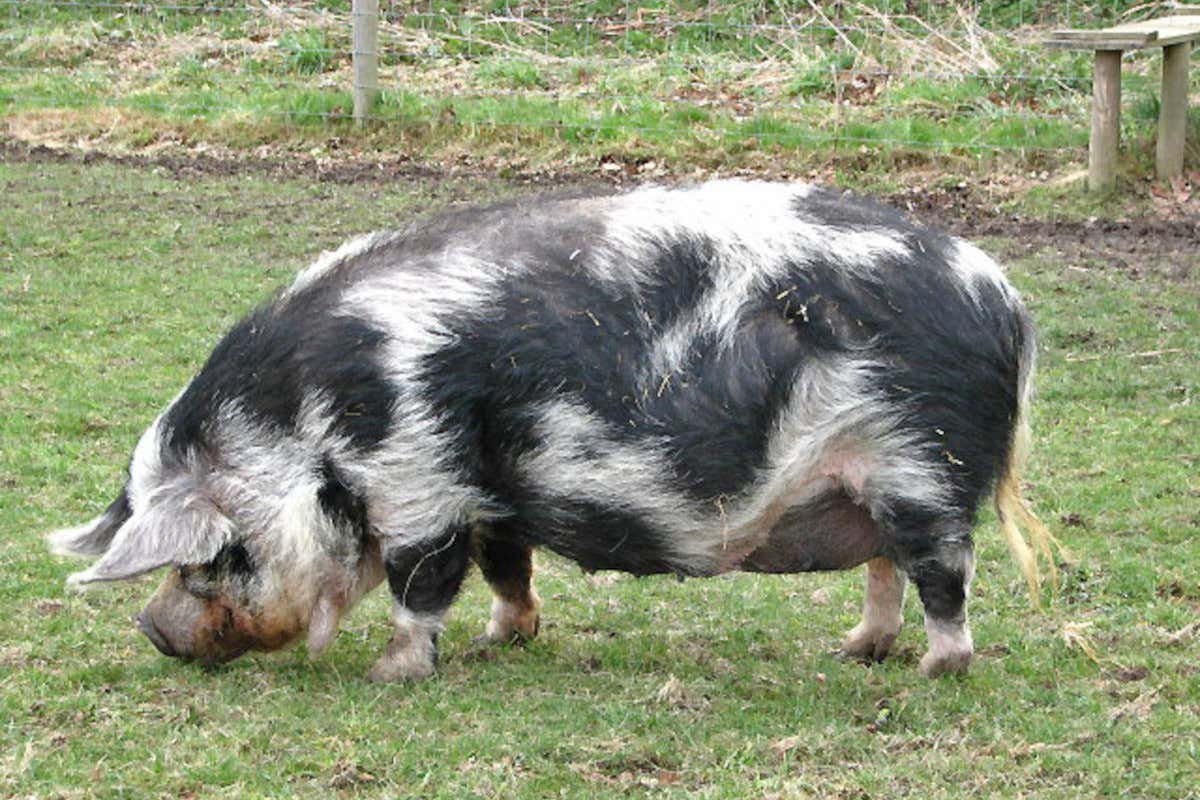 Gli animali al pascolo nei vigneti: ecco gli esempi italiani di successo Gli animali al pascolo nei vigneti: ecco gli esempi italiani di successo