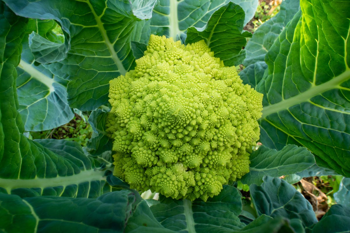 Scopriamo il broccolo romanesco, alleato del sistema immunitario