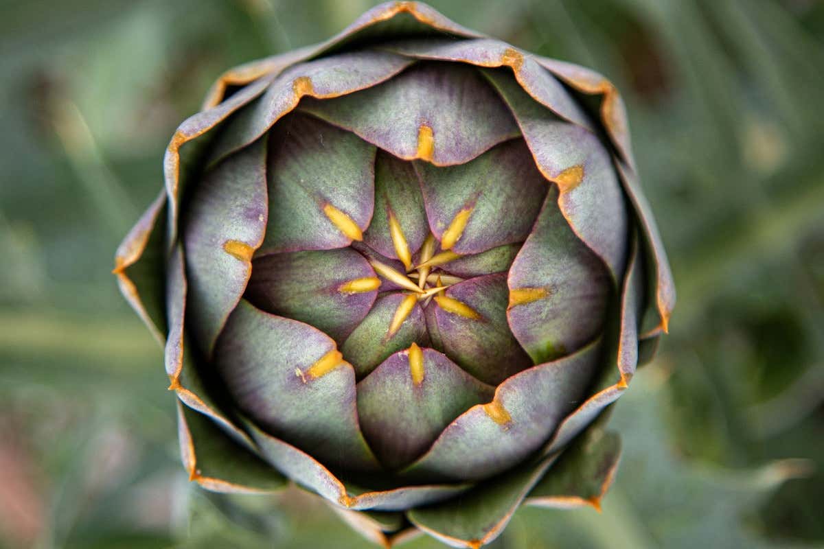 Al Cynara Festival riuscito l'abbinamento del carciofo con il vino