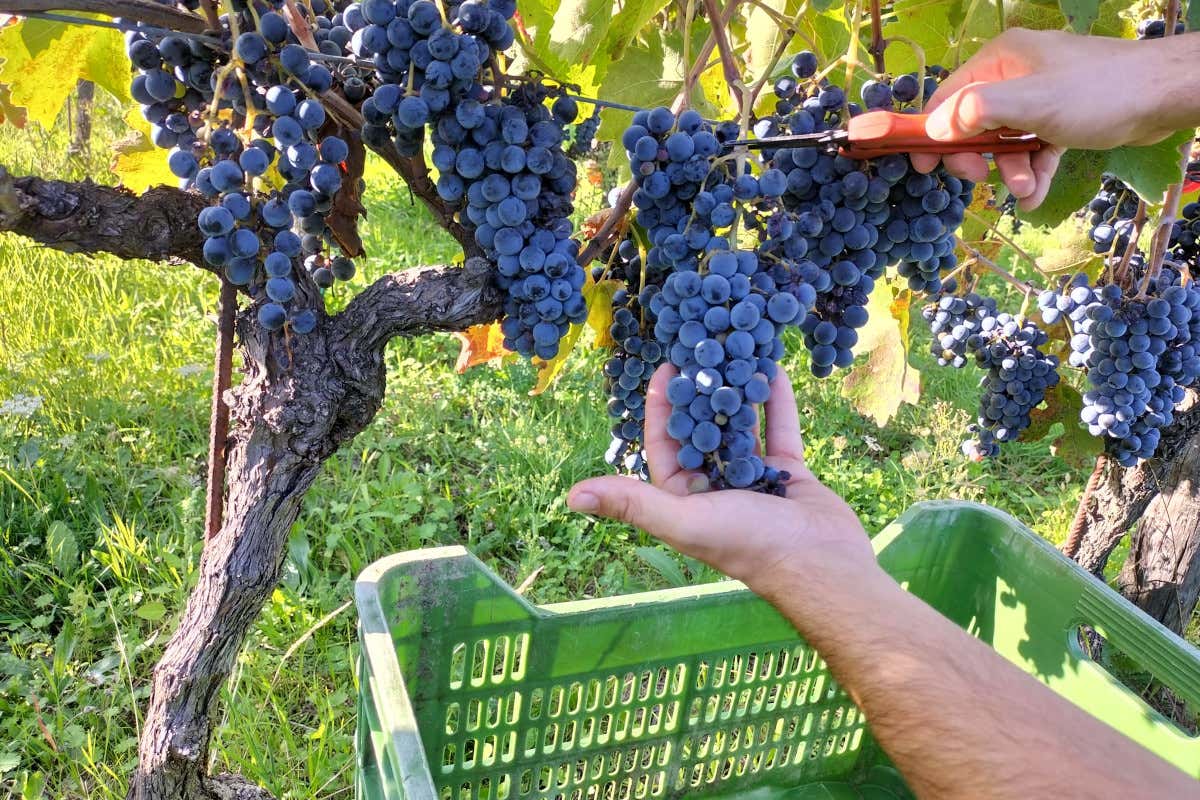 Tra i punti di forza l‘interdipendenza con i propri fornitori, in particolare nei confronti dei conferenti di uva Feudi di San Gregorio fare vini sempre più sostenibili