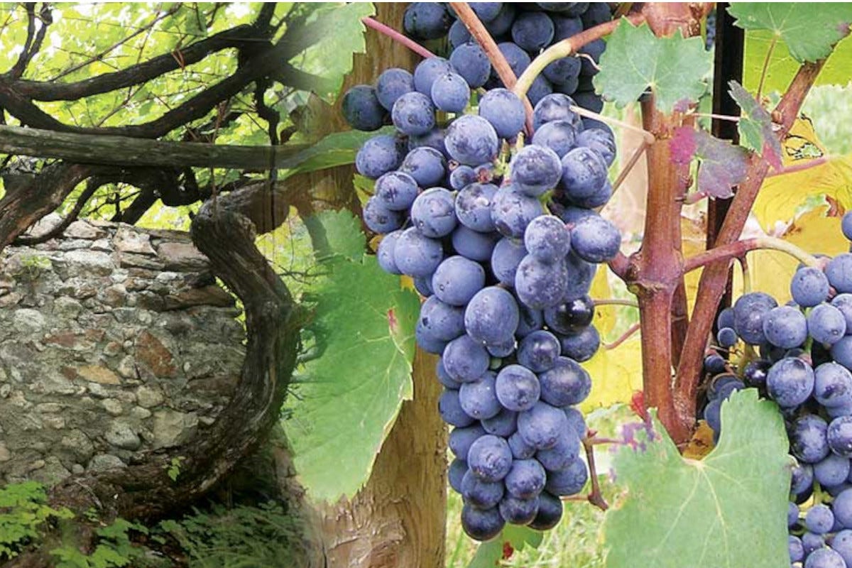 Vigne centenarie in Valdadige, nella Terra dei Forti Che gusto hanno i vitigni non più coltivati da oltre 100 anni?