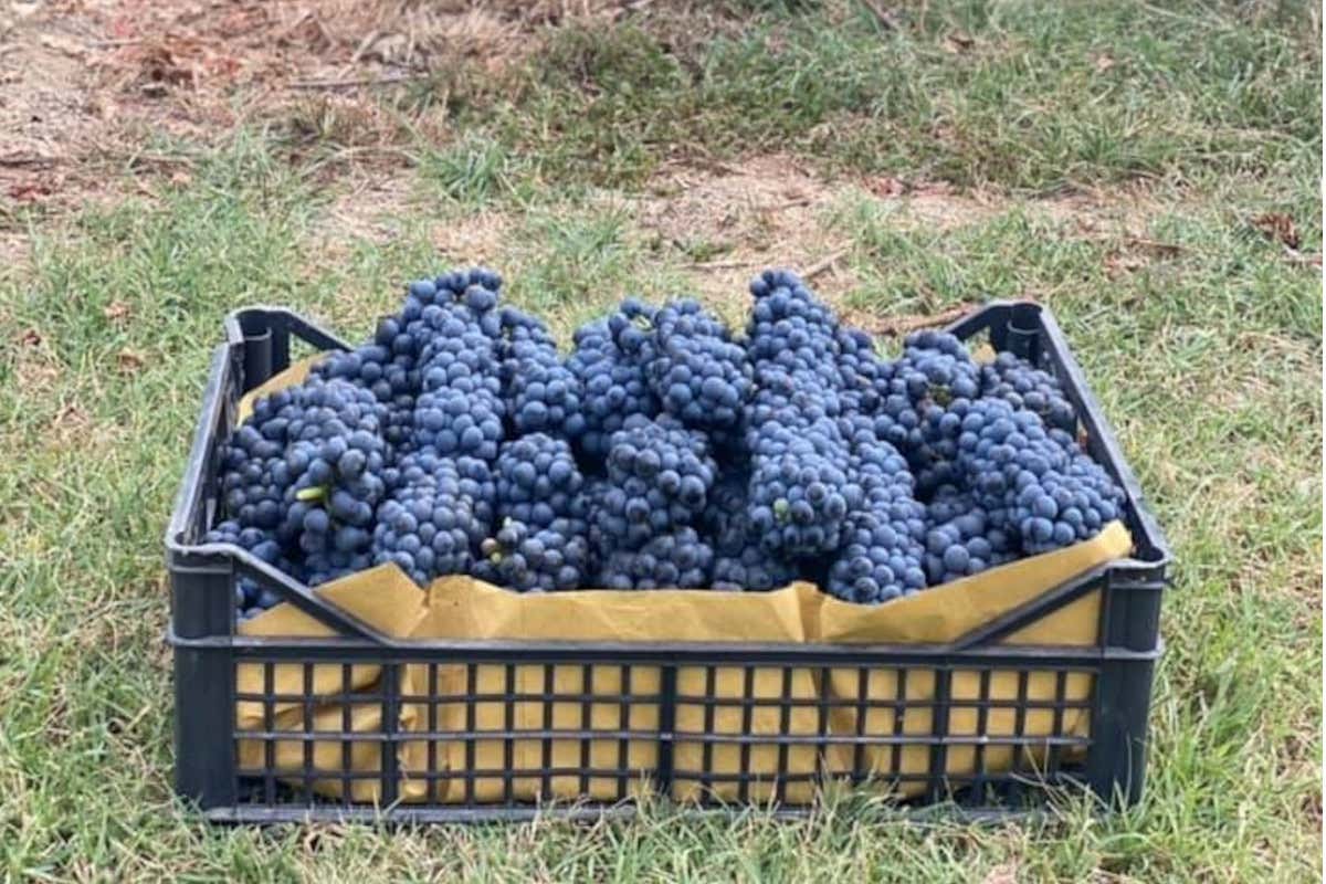 La Fiuma il Lambrusco mantovano che insegna a rilanciare i vitigni autoctoni