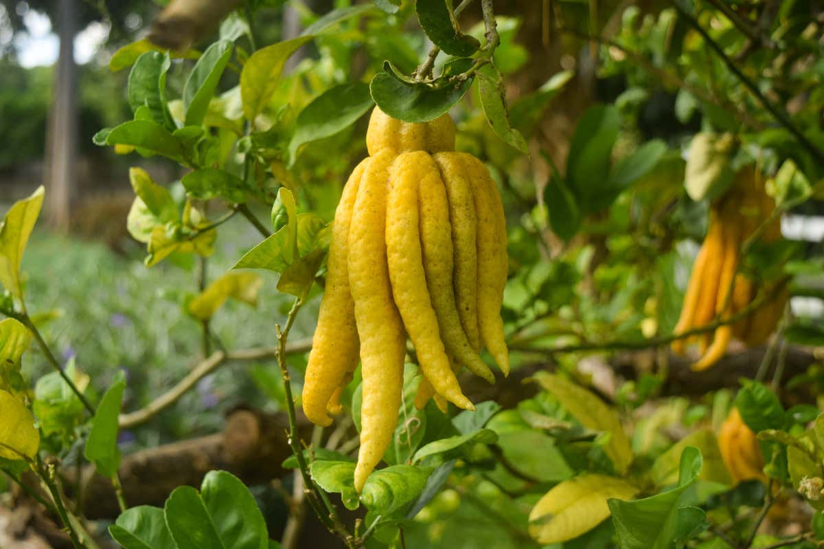 Conoscete il “caviale dei limoni”? Scopriamo il limone di Buddha