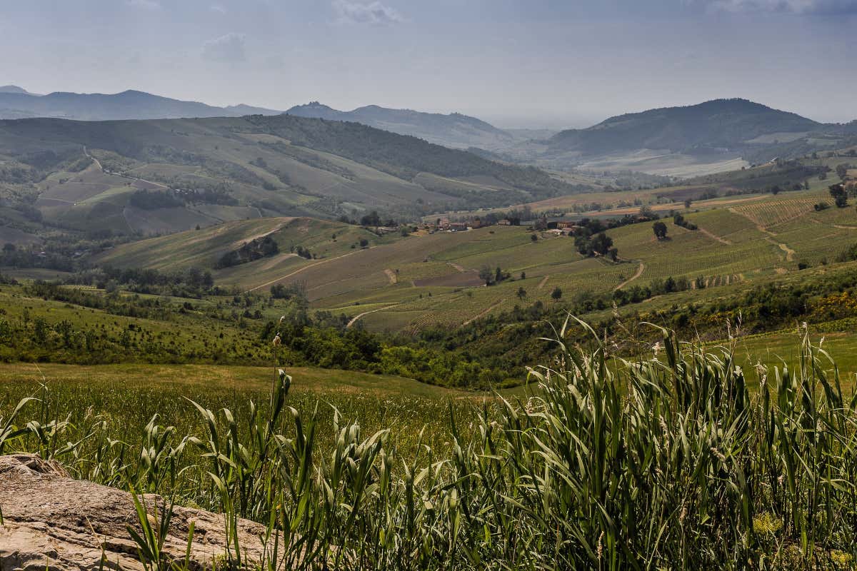 Vendemmia in Oltrepò: buona qualità delle uve, ma la filiera chiede aiuto Vendemmia in Oltrepò: buona qualità delle uve, ma la filiera chiede aiuto