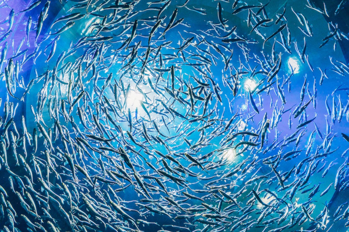 Piccoli pelagici, tra economia e tradizione: perché investire in alici, sardine e sgombri