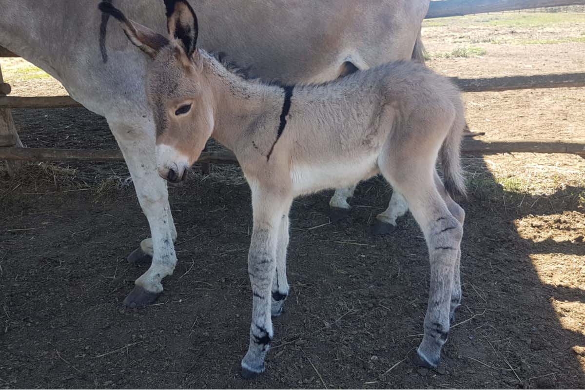 Alla scoperta del nord della Maremma: tappa nel borgo di Scarlino