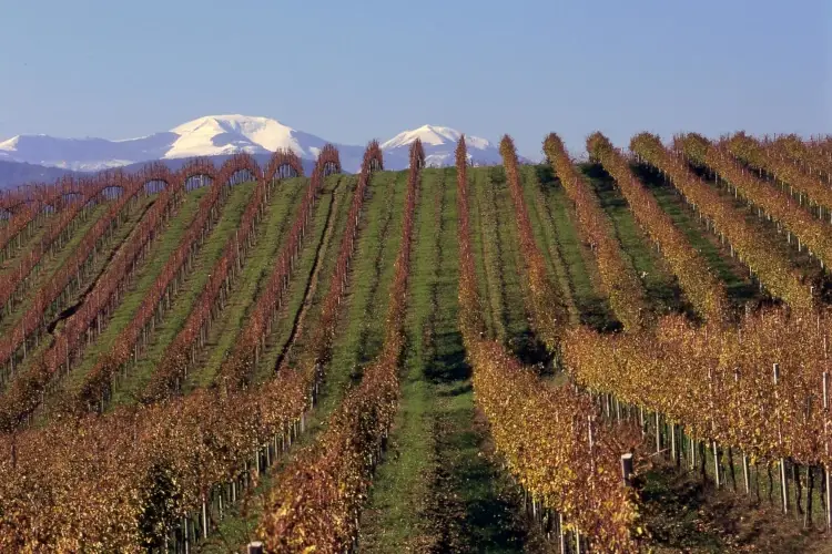 Moncaro, il buon vino delle Marche in uno scrigno