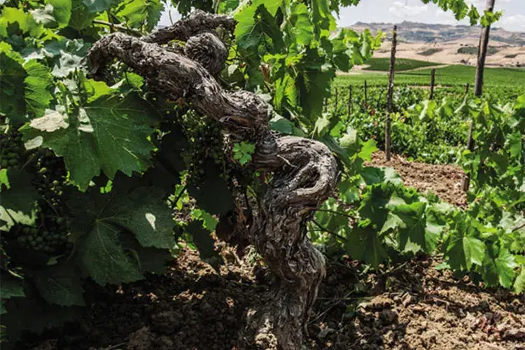 Vigna San Lucio