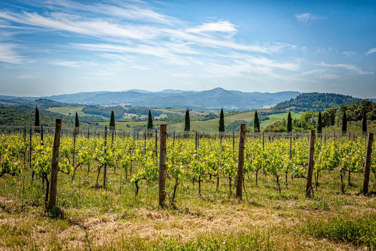 Un vignaiolo francese in Toscana: la storia della tenuta Colline Albelle