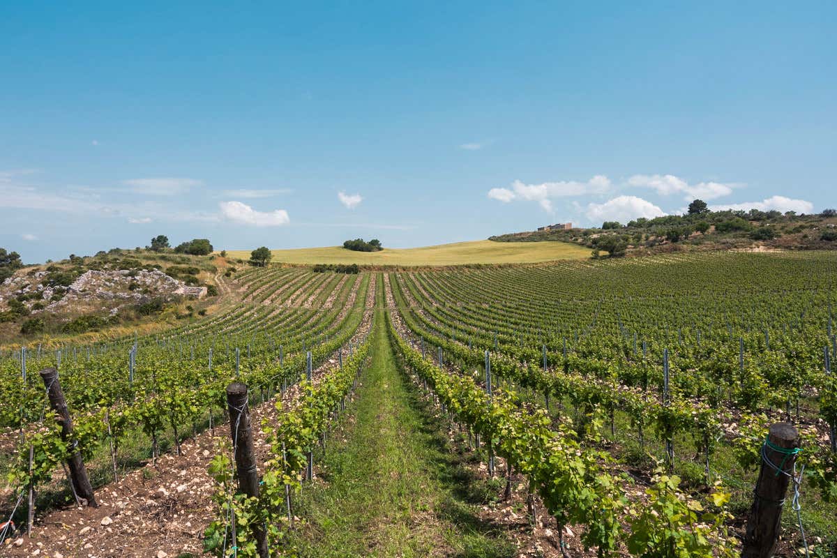 Serra Ferdinandea, in Sicilia un paradiso agricolo rinato e i suoi tre vini Serra Ferdinandea, in Sicilia un paradiso agricolo rinato e i suoi tre vini