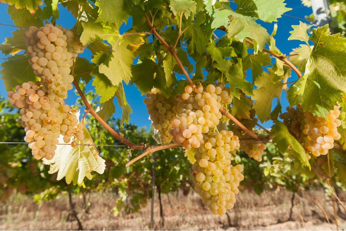 Massima attenzione alla natura nelle vigne di Tenute Gregu Tenute Gregu giovani che fanno vino secondo gli antichi saperi
