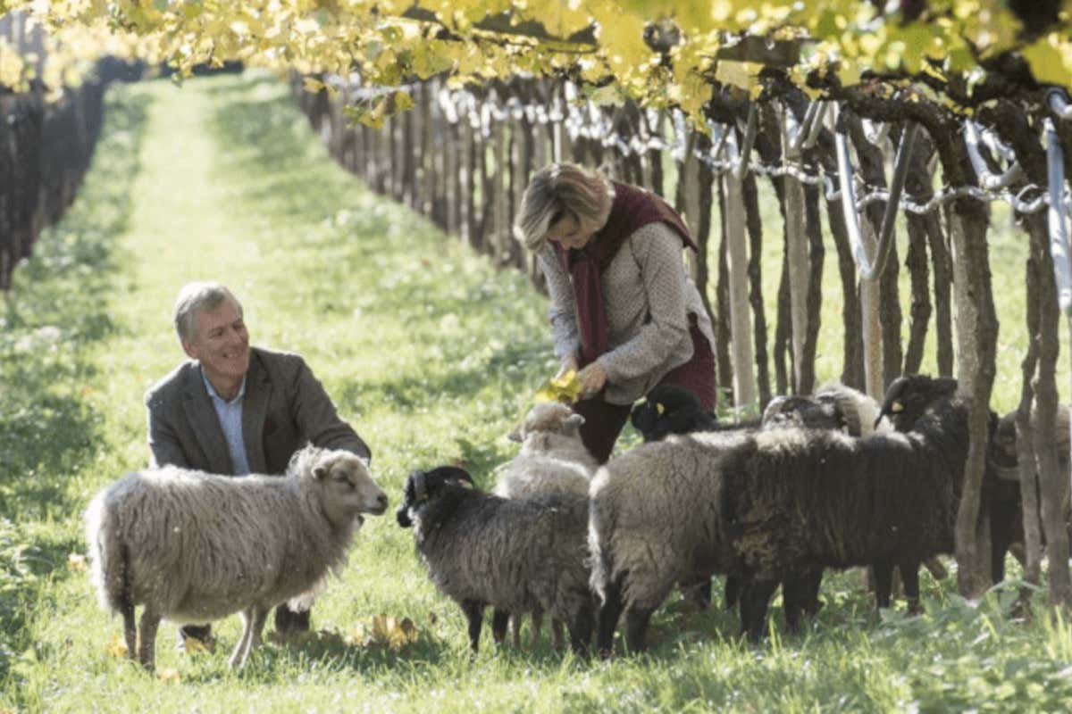 Gli animali al pascolo nei vigneti: ecco gli esempi italiani di successo Gli animali al pascolo nei vigneti: ecco gli esempi italiani di successo