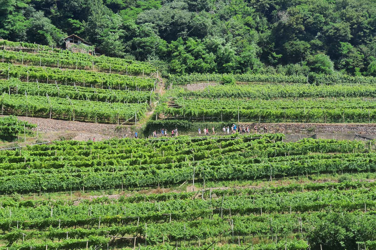 Le nuove sfide del Müller-Thurgau, il vino eroico della Val di Cembra Le nuove sfide del Müller-Thurgau, il vino eroico della Val di Cembra