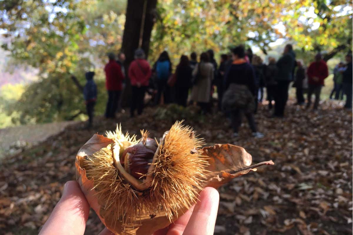 Sei eventi per festeggiare l'Autumnus trentino
