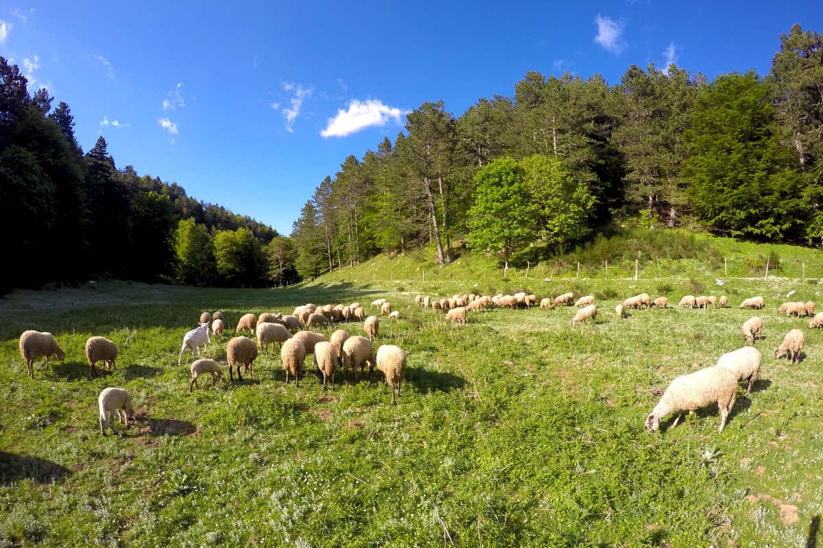 Scopriamo i formaggi dell'Irpinia e i migliori abbinamenti con il vino