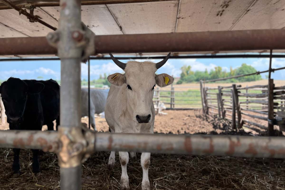 Tre consorzi italiani si uniscono per dare vita alla “Generazione formaggi”