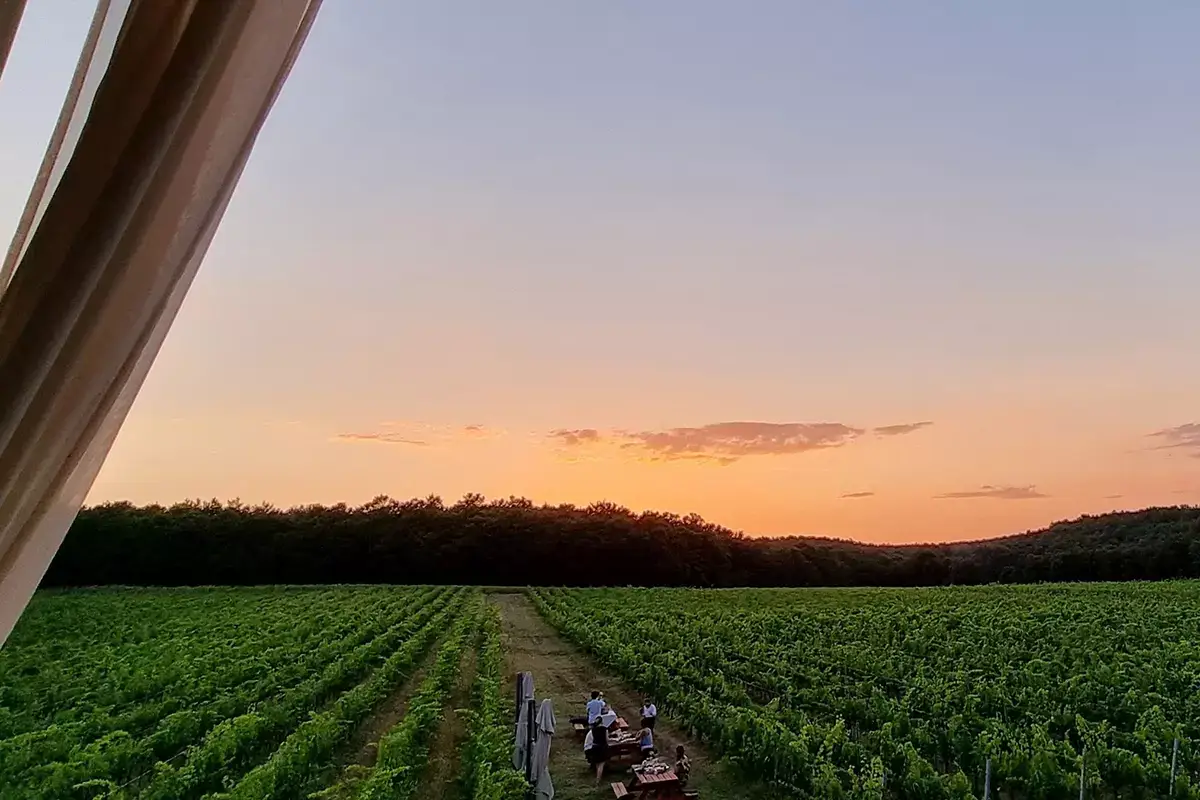 Le romantiche cene tra i filari Podere Casanova di Montepulciano, tutto il fascino della campagna toscana