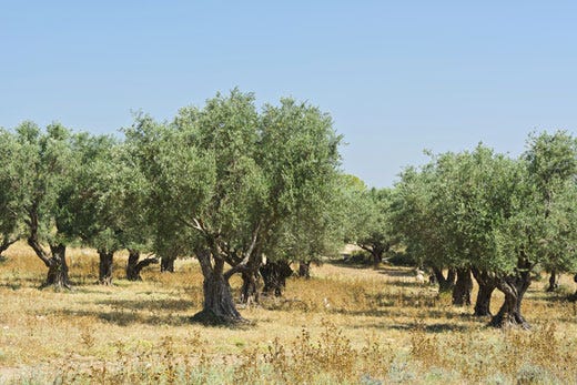 £$Xylella fastidiosa$£, emergenza in Puglia 
Piano di intervento per salvare gli ulivi