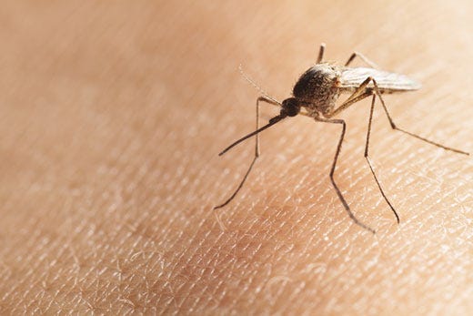 Con l’estate tornano le zanzare 
tra rimedi casalinghi e falsi miti