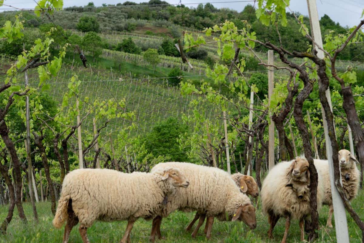 Gli animali al pascolo nei vigneti: ecco gli esempi italiani di successo Gli animali al pascolo nei vigneti: ecco gli esempi italiani di successo