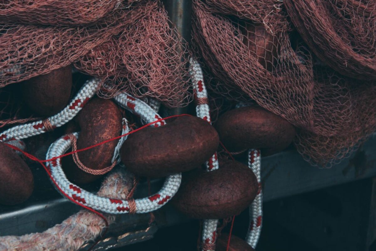 Piccoli pelagici, tra economia e tradizione: perché investire in alici, sardine e sgombri