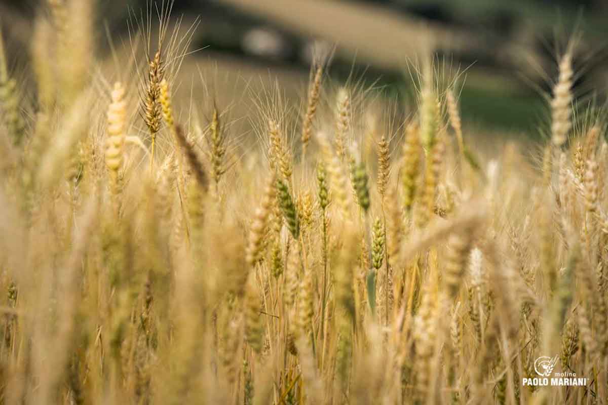 Dalla Siria alle Marche: il grano che diventa farina e birra grazie al progetto Mazì Dalla Siria alle Marche: il grano che diventa farina e birra grazie al progetto Mazì