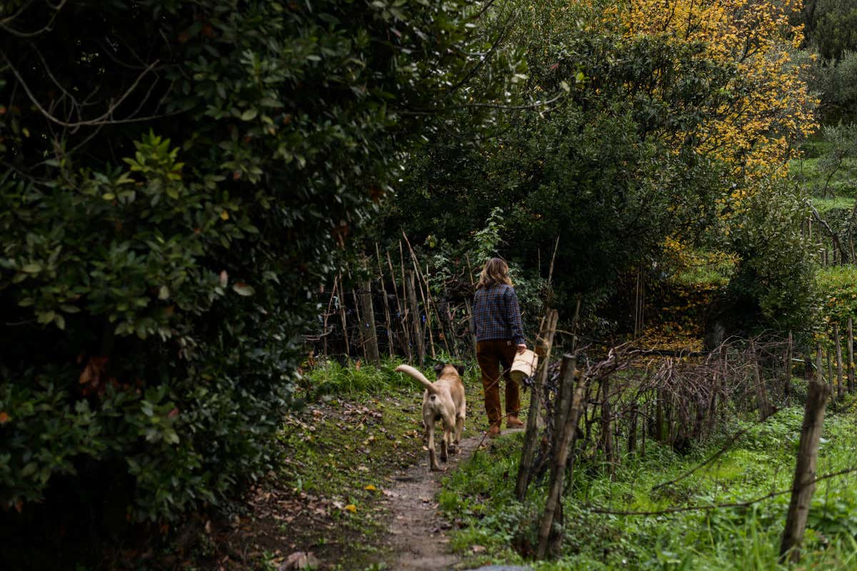 In Liguria tra colline ed erbe spontanee: cosa si mangia da Cantine Cattaneo