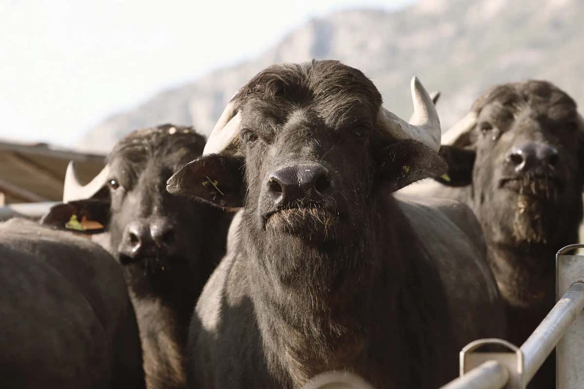 Vere massaie cilentane nella cucina de “La Dispensa San Salvatore” a Paestum